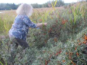 Merikarvia Liisa tyrninpuskissa Choise harmaa