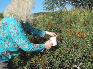 Merikarvia Liisa tyrnipuskissa turkoosi Scarffalla