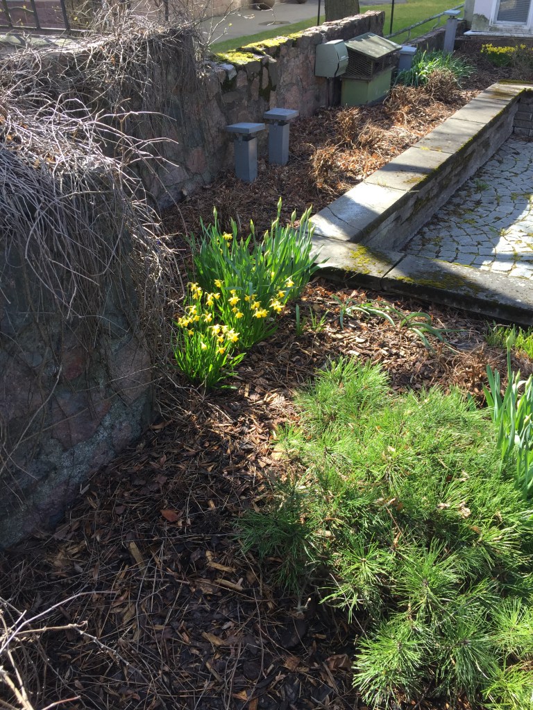 Eira Ehrensvärdintie kukat keltaiset